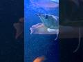Silver arowana 🐠| #silverarowana #arowana #arowanalovers #monsterfish #fishtank #ytshorts #shorts