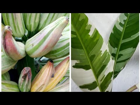 Video: Maklumat Tumbuhan Heliconia - Cara Menanam Lobster Claw Plant