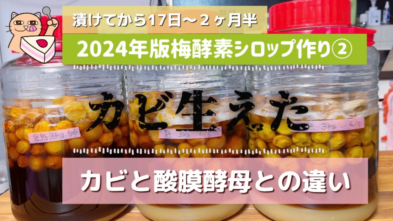 【白カビと産膜酵母の違い】2024年版！梅酵素シロップ作り❷ #梅シロップ