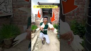 ছেড়ে দিলে কি ফিরে আসবে? 🕊️🤔 #kabutar #কবুতর #birds #funny #funny #comedy #viralvideo #shorts #fyp