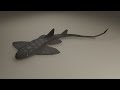 Palaeocarcharias (Improved) - Low Poly Blender Paleoart