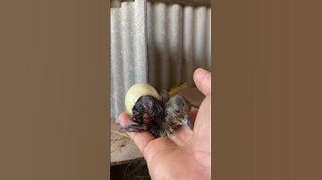 Amazing Pekin new duckling after hatching eggs