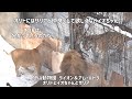 旭山動物園　オリトにはザリアと仲良くして欲しく無いイオちゃん　ライオン＆アムールトラ