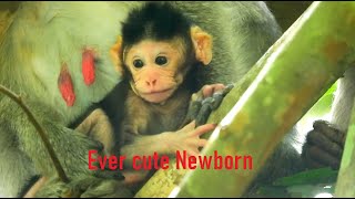 Ever cute newborn monkey in Amber troop, Jody is very cute baby monkey in Amber troop