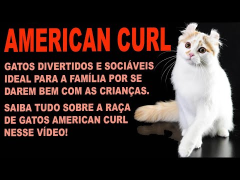 Vídeo: Raças De Gatos: American Curl