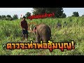 นาทีวัดใจ ช้างไล่คน หวงอนาเขต ดาวมันร้าย elephant thailand