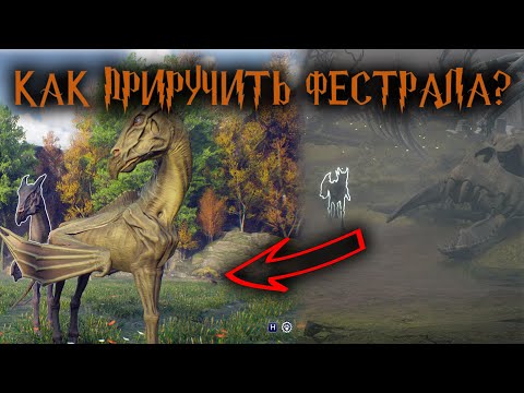 Hogwarts Legacy КАК ПРИРУЧИТЬ ФЕСТРАЛА? ЕДИНОРОГ ПОДРАЛСЯ С ФЕСТРАЛОМ! ГАЙД ХОГВАРДСА ЛЕГАСИ