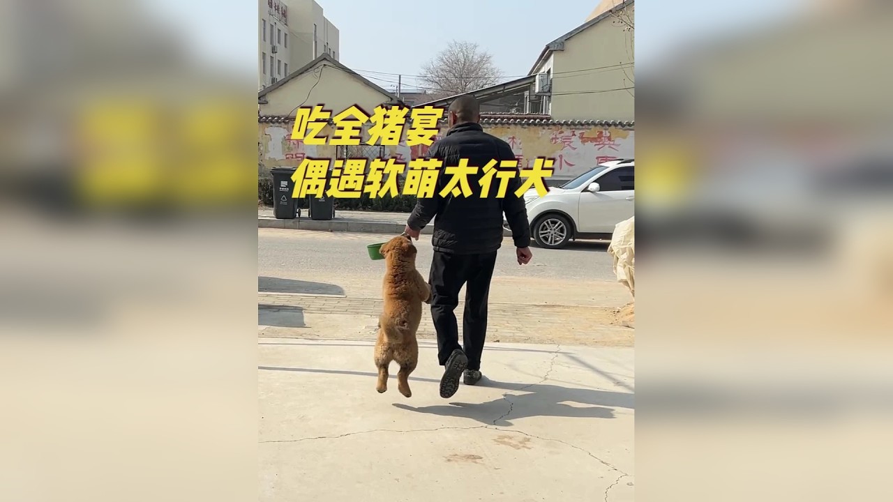 乡村小镇全猪宴飘香，软萌太行犬凑趣添年味，这顿饭太接地气了 有十几天没去莒县碁山吃木柴全猪宴了。今天是腊月十七了，年味越来越浓了，很多朋友都开始准备年货了，今天再去吃全猪宴，用煎饼卷猪头肉冻，感受一下