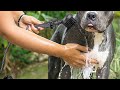 Awesome Gadget For Dogs 🐶 Mud Daddy Portable Pet Washing Device #shorts