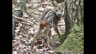 Bambi Cam: Fawn walking around in the forest