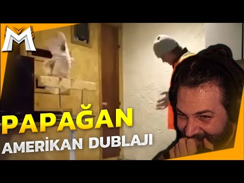 Elraenn - Papağan Amerikan Dublajı İzliyor | Veysel Zaloğlu