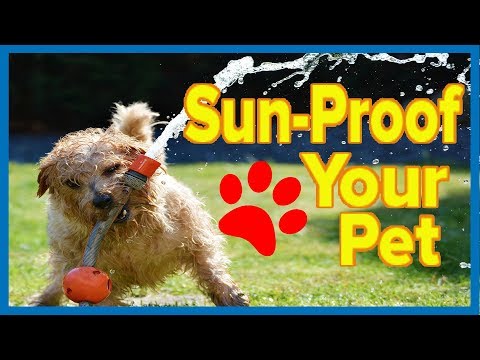 Video: Hva du trenger å vite om Pet Sun Protection i sommer