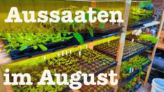 August sowing 🥕 for the garden 🥬 and for greenhouse winter crops