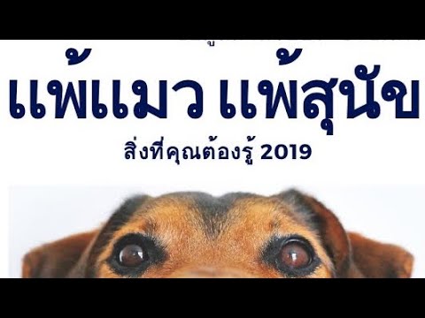 เเพ้เเมว เเพ้สุนัข | สิ่งที่คุณต้องรู้ | นพ.วินัย โบเวจา