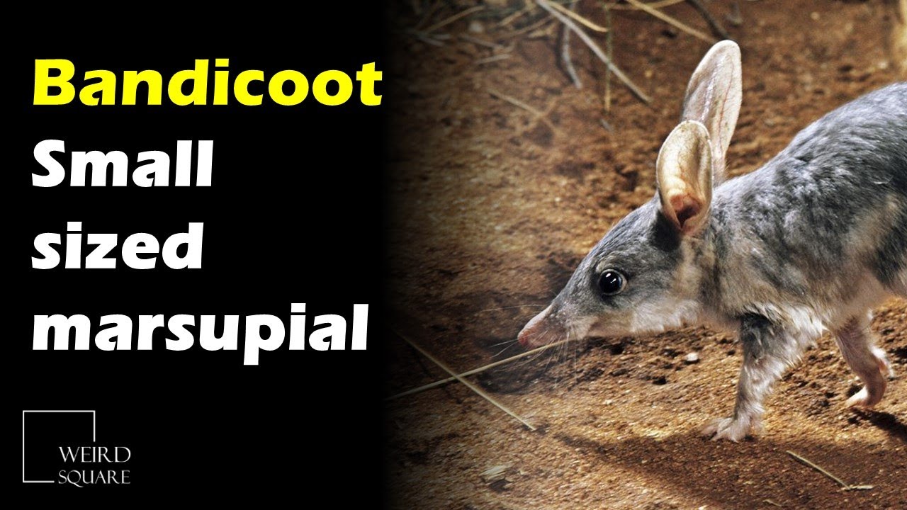 The bandicoot is a small-sized marsupial found across Australia. - YouTube