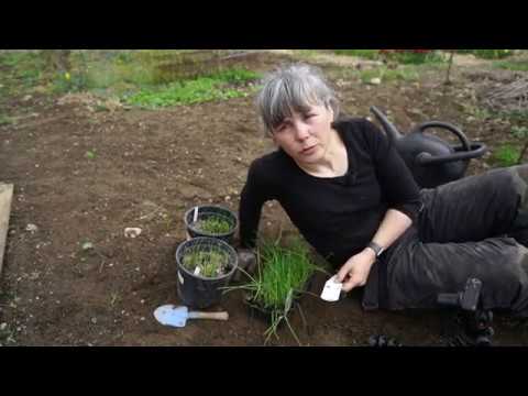 Video: Hvornår skal man plante porrer?