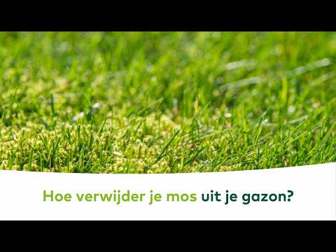 In deze video tonen we je met een simpel stappenplan hoe je mos kan verwijderen uit je gazon. Het hele jaar door een volle, diepgroene grasmat, daar droomt t...