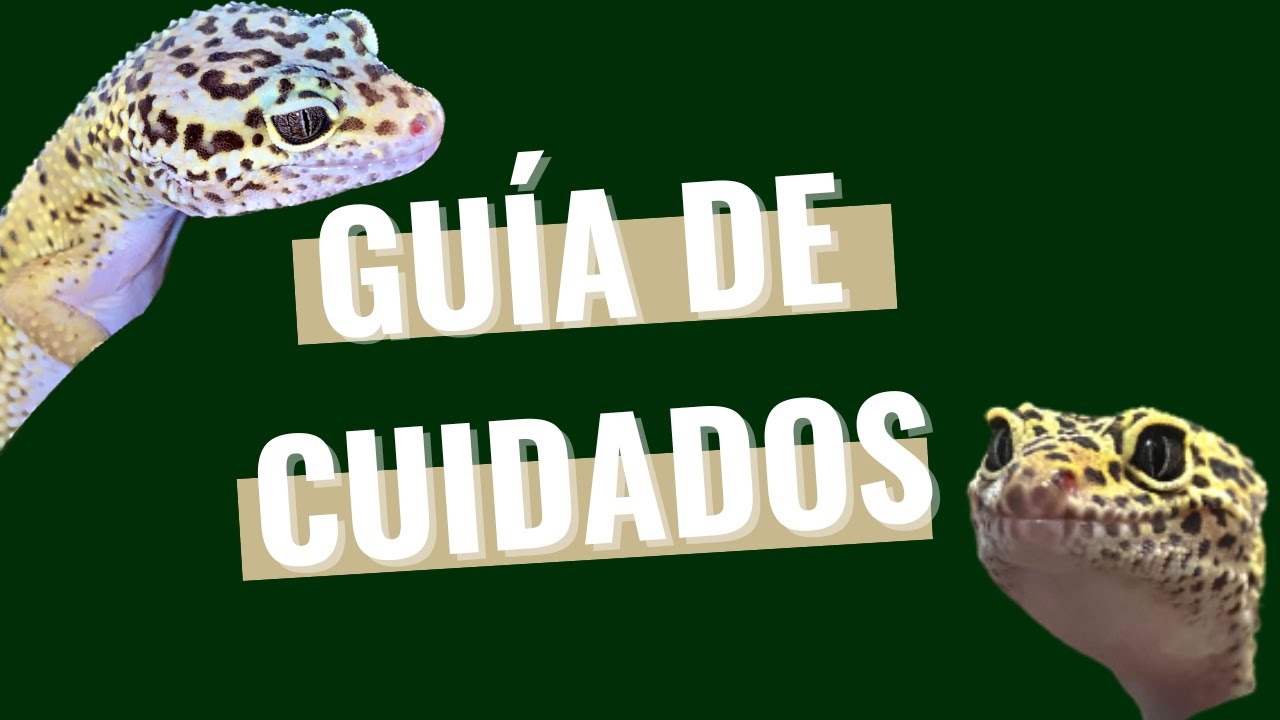 Como CUIDAR a un GECKO LEOPARDO? YouTube