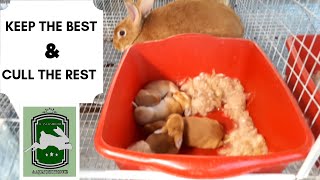 Trinidad Rabbit Farming  Keep The Best Cull The Rest
