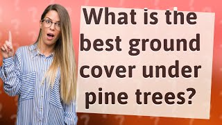 What is the best ground cover under pine trees?