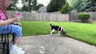 PANSY PUPPY POWER EP 238 '#PANSY, GRANDMA & BUBBLES' #PANSYTHEPUPPY #PANSYPUPPYPOWER #pansy #PANSY by Titans Media  25 views 11 days ago 37 seconds