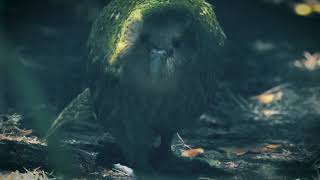 Kākāpō Kingdom Episode 4