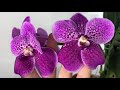 Короли и королевы января. Цветение орхидей дендробиум нобиле, каттлея, ванда, фаленопсис и др.