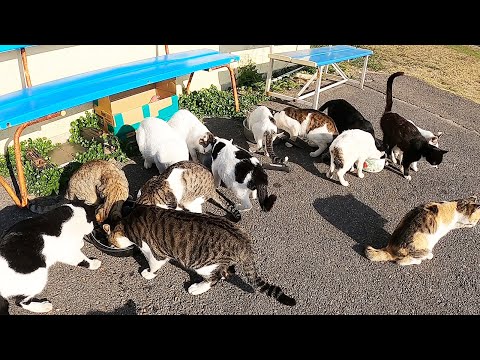 猫島の待合所でお腹を空かしているかわいい猫たちにゲリラ飯テロしてみたら。。。 カルカン(kalkan)とカリカリを給餌 野良猫 感動猫動画 ASMR