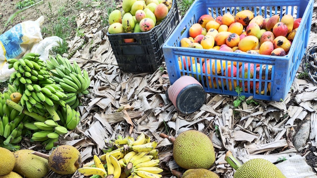 sitio 15 hectares em bonito PE 18 km da cidade todo asfalto casa sede e casa de morador muita água