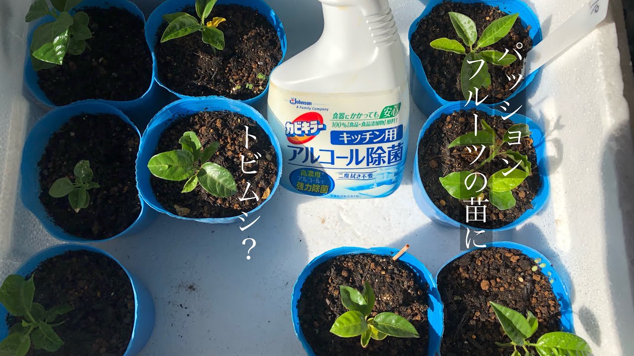 家庭菜園 トビムシにアルコール パッションフルーツの苗に白い虫 トビムシか とりあえずアルコールで様子見 Youtube