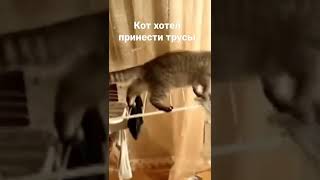 Кот Хотел Принести Трусы #Рек