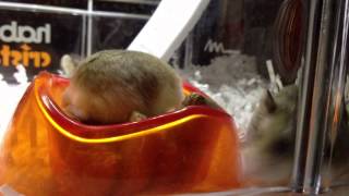 Greedy Hamsters