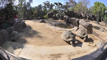 Time-lapse Galapagos Tortoises