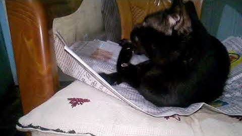 The Nail-Biting Cat  #cats #viral @observinganimals