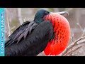 5 Especies de aves fregata más espectaculares