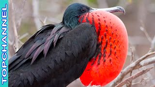 5 Especies de aves fregata más espectaculares