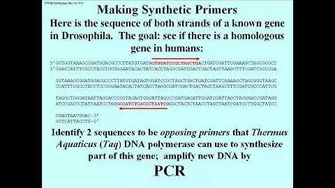 272 PCR: Design and Synthesize Opposing Oligonucleotide Primers