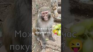 Нет, я ем бананы 🍌 #а4 #майнкрафт #monkey #роблокс #rek #tiktok #brother #omega #браток #ещкере