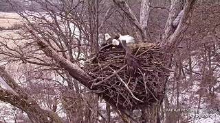 Decorah North Nest: Two male eagles fight for the nest -- 2026 02 10 1