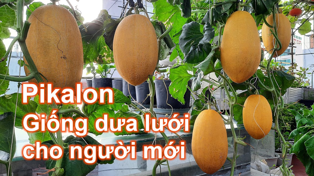 Chia sẽ cách trồng dưa lưới Pikalon cho người mới bắt đầu | Bà Lan - Nông dân sân thượng #71
