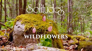 Dan Gibson’s Solitudes - Among the Lady Slippers | Wildflowers