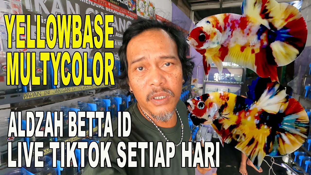 MUTYCOLOR DAN YELLOW BASE ALDZAH BETTA ID PONDOK CABE