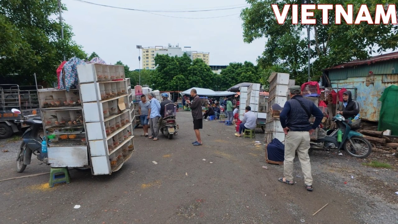 Bird Markets In Vietnam Are Very Diverse With Many Beautiful Birds That Sing Well