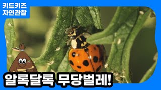 [자연관찰] 나는 알록달록 무당벌레예요!ㅣ키드키즈ㅣ유아동화ㅣ어린이동화ㅣ곤충동화ㅣ봄동화ㅣ봄곤충ㅣ봄과동식물