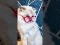 #cat #funny #catmemes #catholic like and subscribe