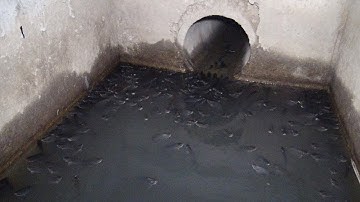 Phát Hiện Rất Nhiều Cá Bị Mắc Kẹt Trong Cống