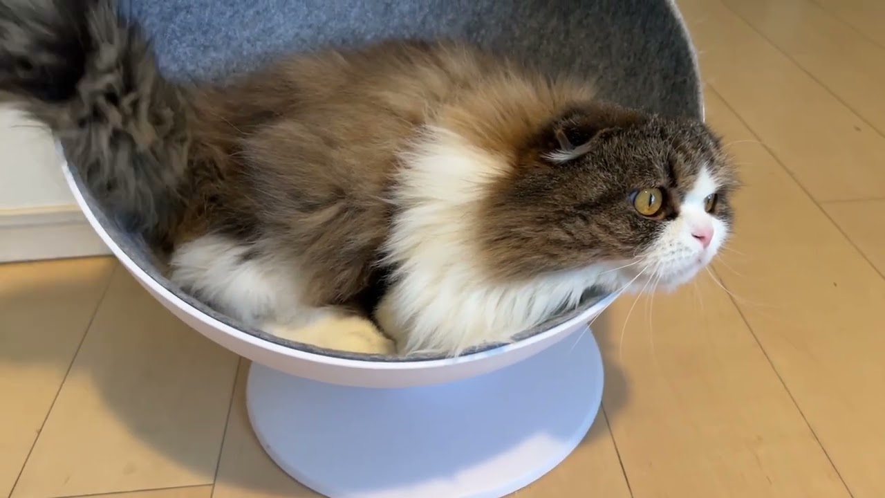 猫用ベッドでお昼寝するようになった猫