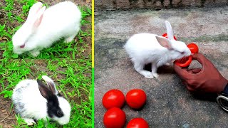 🐰Cute Bunny Rabbits🐰 Eating Feeding Activities