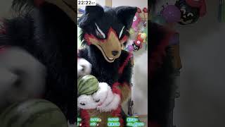 【獣化/fursuit#101】水曜のもふもふタイム🐾【ジュージュー】#fursuit #獣化 #shorts