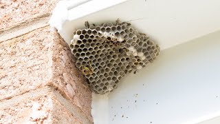 How to remove wasp/bee nest Profile